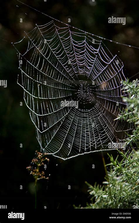 Spinnennetz Oder Spinnennetz Stockfotos Und Bilder Kaufen Alamy