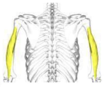 Anatomy Lab Upper Extremity Flashcards Quizlet