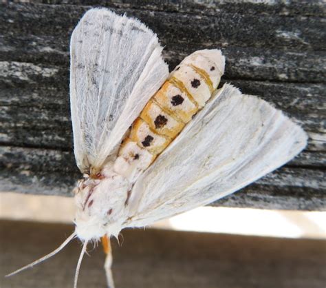 Moth Spilosoma Virginica Bugguide Net