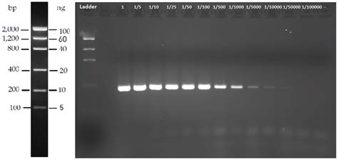 Agarose Gel Showing Pcr Amplification Products Obtained With The