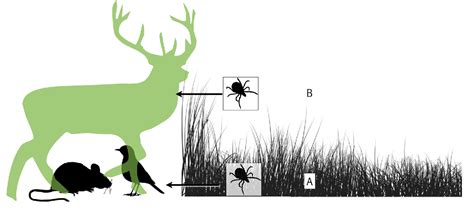 Figure From The Ecology Of Ticks And Epidemiology Of Tick Borne Viral