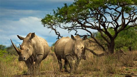 Wilderer Werden Brutaler Bestialische Tiermorde Elefanten Und