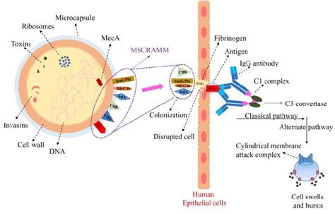 Staphylococcus Aureus Labeled