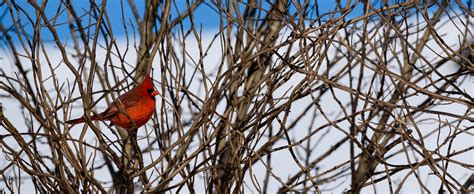 Contact Us The Red Bird Center