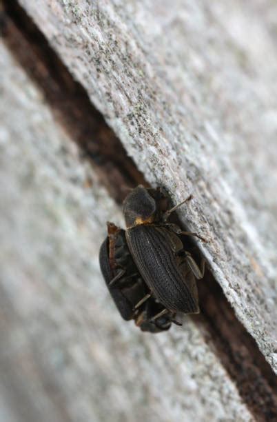 20 Hadrobregmus Pertinax Photos Taleaux Et Images Libre De Droits