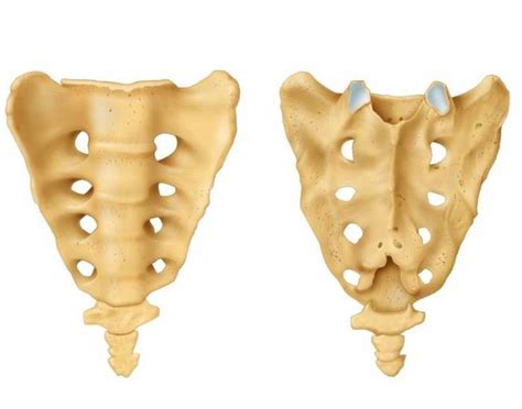 Sacrum Bone Parts — Printable Worksheet