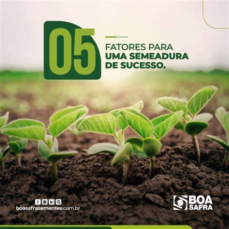 Semeadura Fatores Para Uma Semeadura De Sucessoboa Safra