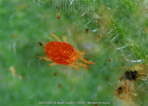 Twospotted Spider Mite Stock Photo Minden Pictures