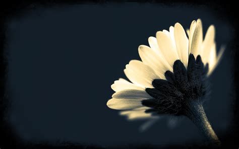 Black And White Flower Desktop Wallpapers Top Free Black And White