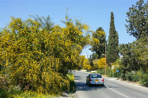 Invasive acacia is taking over Cyprus | Cyprus Mail