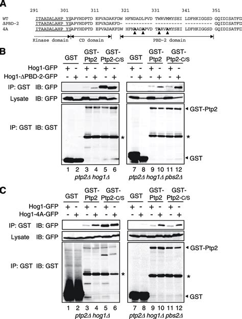 Ptp2 Binds The Hog1 Pbd 2 Domain In A Phosphorylation Independent