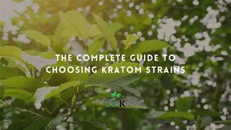 The Complete Guide To Choosing Kratom Strains Ez Kratom