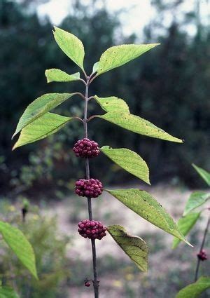 Pin de Ernie Beutel en part shade shrubs zone 9