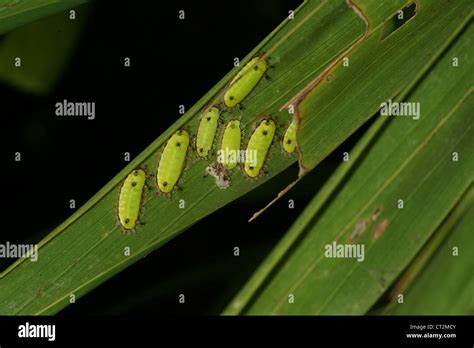 Cricket Larvae Hi Res Stock Photography And Images Alamy