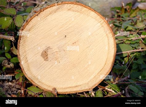 Freshly Cut Tree Stump Showing Cross Section Stock Photo Alamy