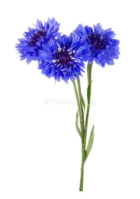 Blue Cornflower Bouquet Isolated on White Background Stock Image ...