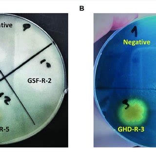 A Phosphate Solubilizing Activity B And Siderophore Production In