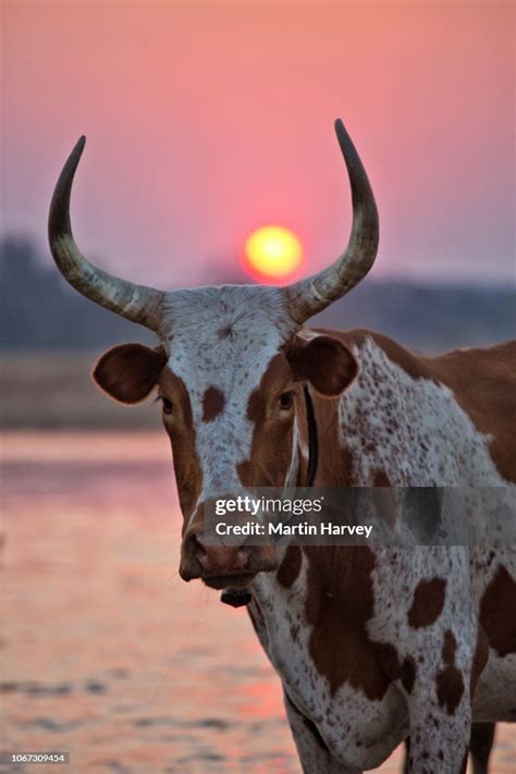 Spectacular Closeup Portrait Of A Nguni Bull Standing In A River With