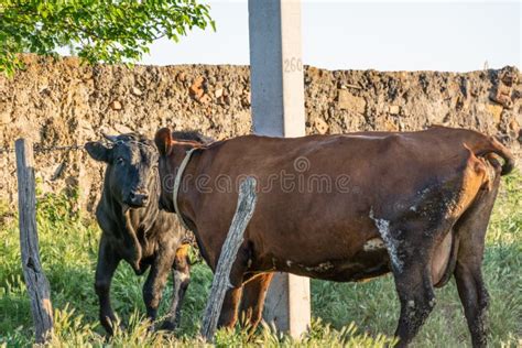 Bull Cow Mating 库存图片 图片 包括有 家畜 农田 草甸 牧人 联接 问题的 10358153