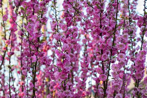 Primer Plano De La Almendra Rosa Trilobulada Am Gdala Tibial Prunus