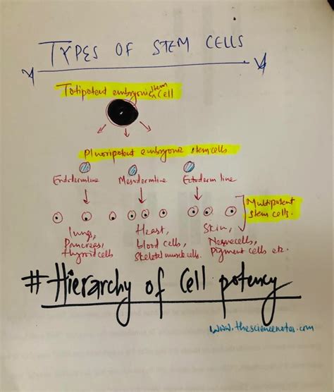 Hierarchy of Cell potency: Totipotent vs Pluripotent vs Multipotent ...