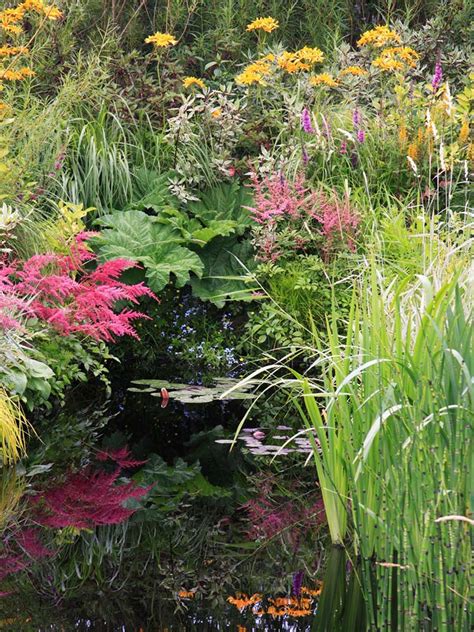 Build A Bog Garden For Wildlife Greenhavens Network