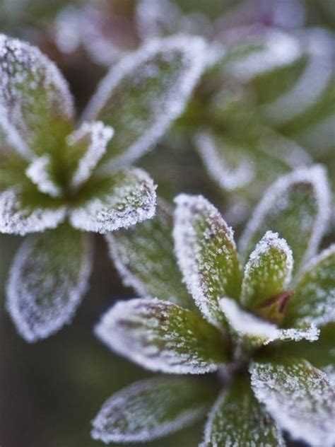 Protéger les plantes du froid conseils et astuces toile hivernage