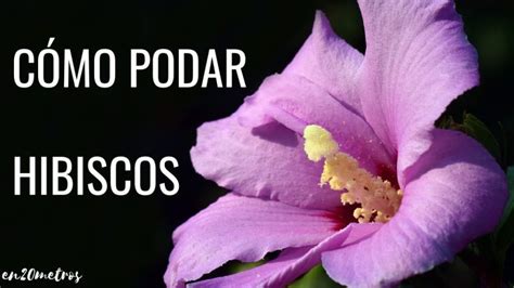 Como Podar Un Hibisco En Maceta Actualizado Marzo