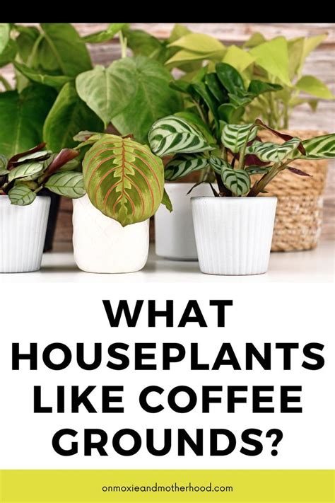 Houseplants That Like Coffee Grounds How To Use On Moxie And