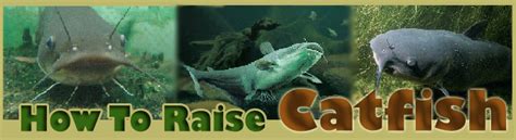 How To Raise Catfish Raising Catfish For Profit Catfish Farming On