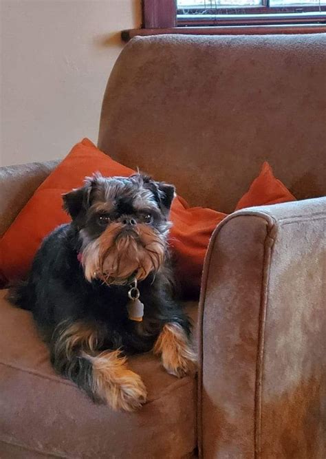 Brussels Griffon Puppies For Sale - AKC PuppyFinder