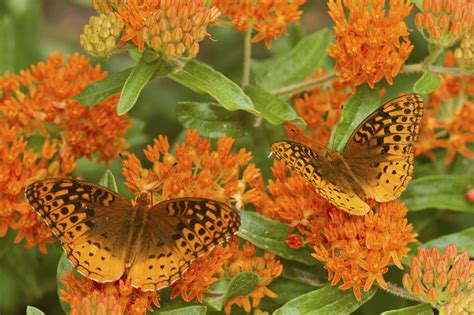 How To Grow And Care For Butterfly Weed