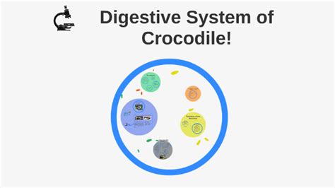 Digestive System of Crocodile! by Tamara Wakil on Prezi