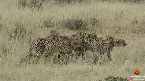 4 Cheetahs Against 1 Youtube