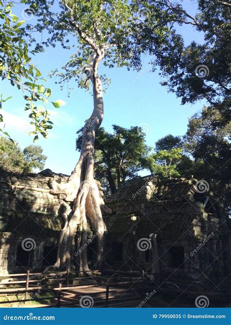 climbing tree  ta prohm angkor cambodia stock image image
