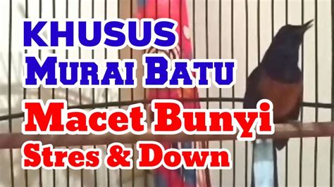 PANCINGAN MURAI BATU MALAS BUNYI STRES MENTAL DOWN AGAR CEPAT BUNYI