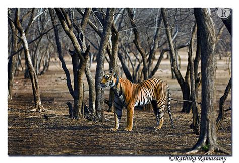 Rathika Ramasamys Wildlife Photography Tigers Standing Tall Tiger 3851