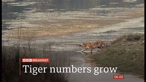 Tiger Conservation Efforts Has Doubled Their Numbers In India Bhutan