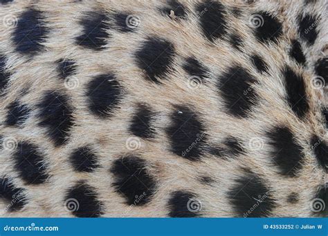 Cheetah Fur Pattern Stock Photo Image Of Dangerous Animal 43533252