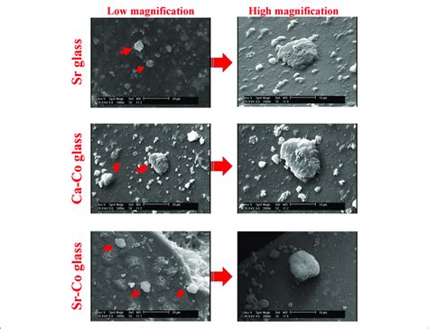 The Sem Images Captured From The Ipscs Onto The Glass Samples After 5 Download Scientific