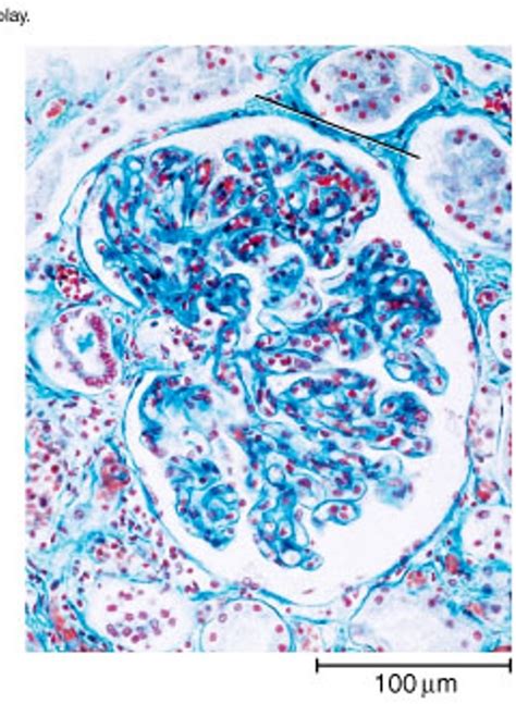 Glomerulus Diagram | Quizlet