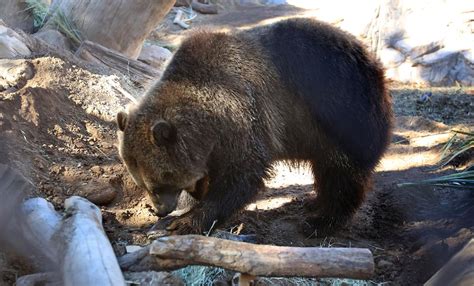 6 Things You Didnt Know About Reid Park Zoos Grizzly Bears Nandis