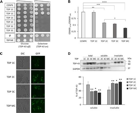 Frontiers Nucleolin Rescues Tdp Toxicity In Yeast And Human Cell