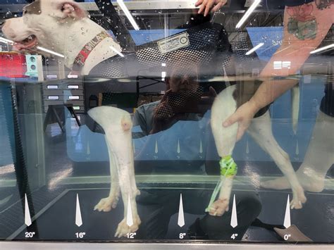 Water Treadmill Therapy for Dogs | OKC Vet Campus