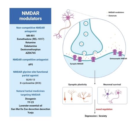 Brain Sciences Free Full Text Targeting NMDA Receptors In Emotional