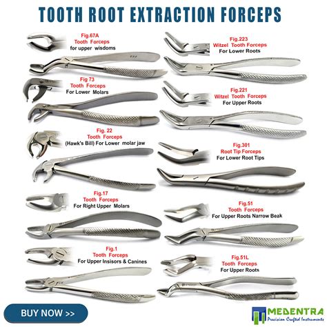 Tooth Forceps Extracting Extraction Root Loosening Lower Upper Molars