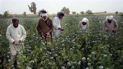 Crushed By Virus And War Jobless Afghans Turn To Opium For Cash