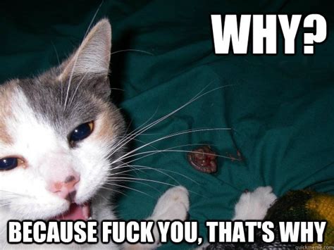 Why Because Fuck You That S Why Oh Gross Cat Quickmeme
