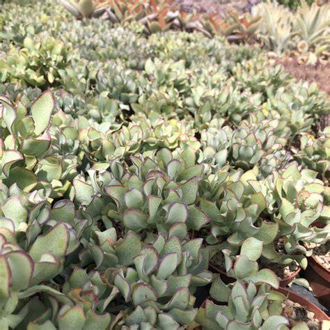 Crassula Arborescens Blue Waves Giromagi Cactus And Succulents