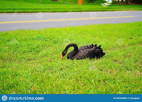 Black Swan In Lake Morton At City Center Of Lakeland Stock Photo